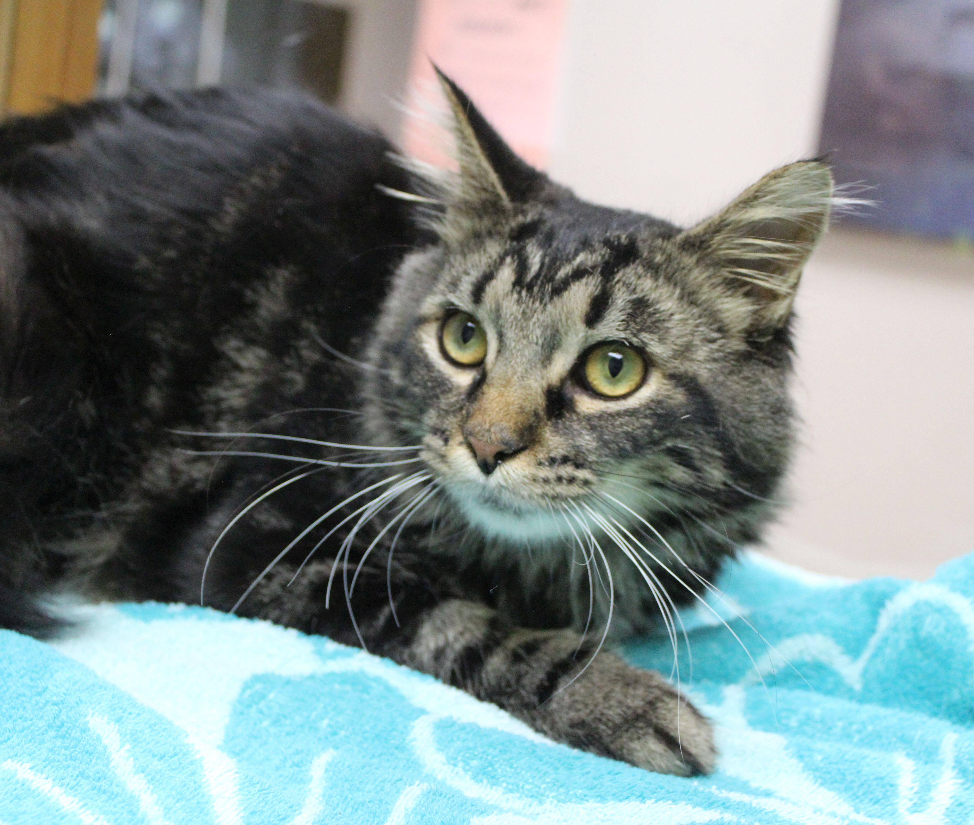 Enlarge Aziel, a Adoptable Domestic Medium Hair in Portage, WI image 1/3