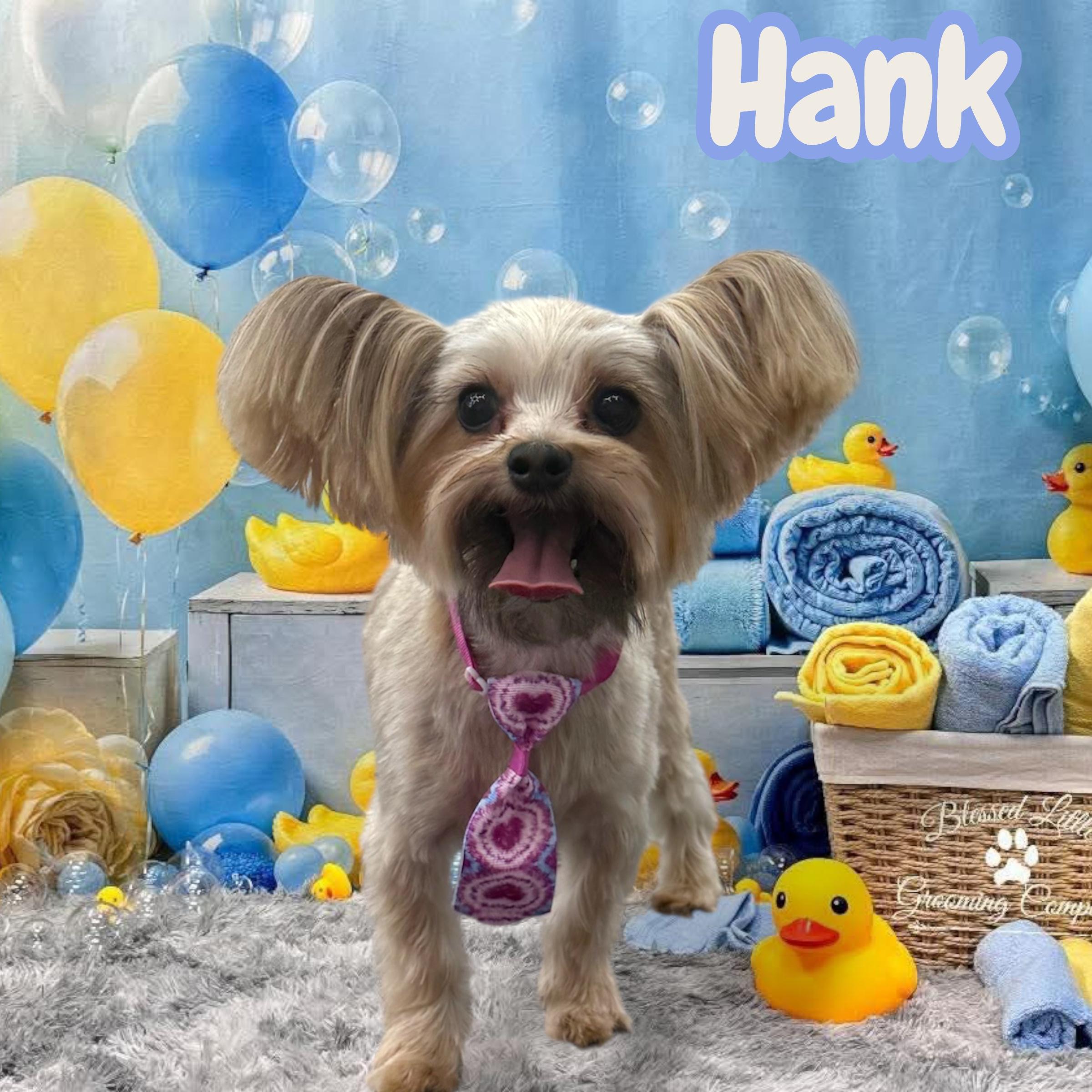 Hank (must be adopted with Abby), a Adopted Yorkshire Terrier in Heiskell, TN image 1/2