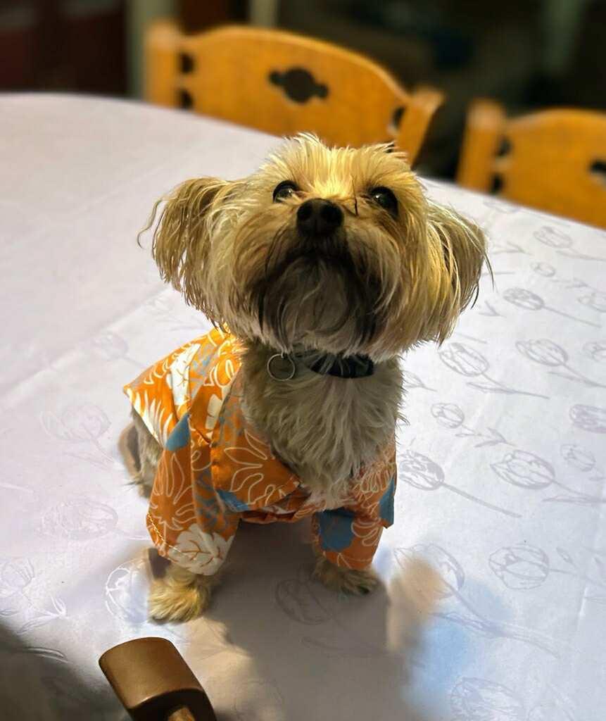 Hank (must be adopted with Abby), a Adopted Yorkshire Terrier in Heiskell, TN image 2/2