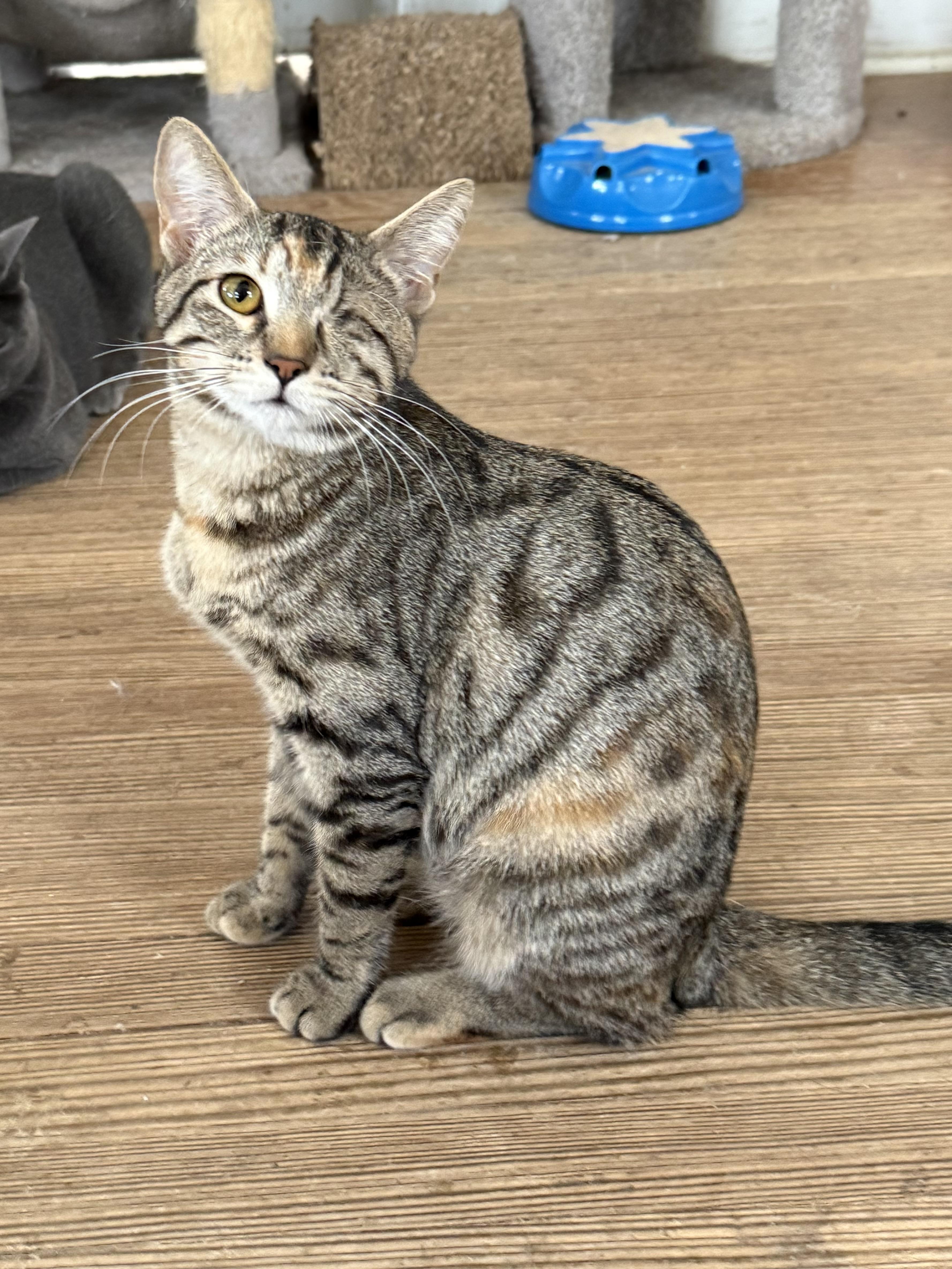 Francis, ADOPTABLE, Young Female Domestic Short Hair.