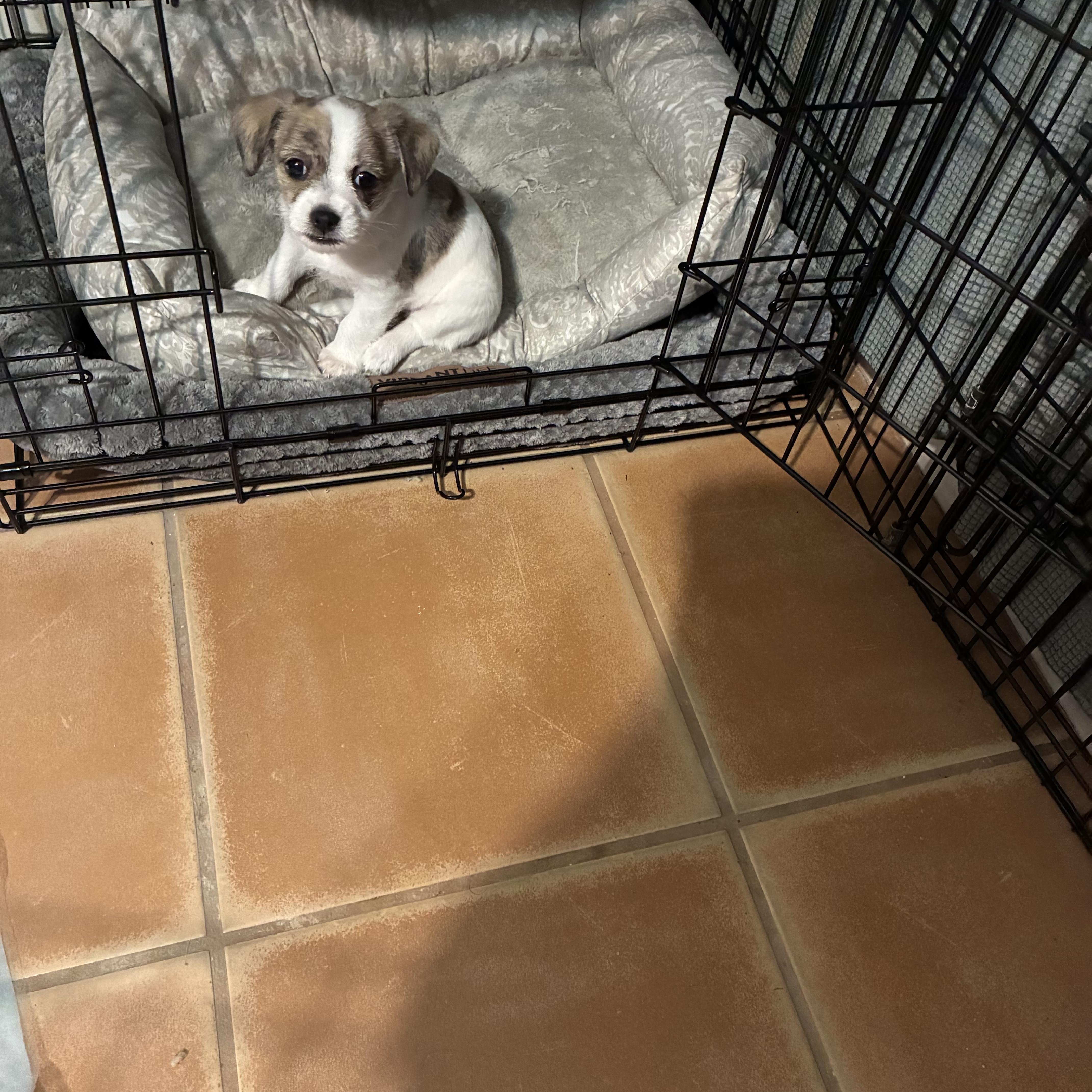 Enlarge Dixie, a ADOPTABLE mixed breed in Austin, TX image 3/4
