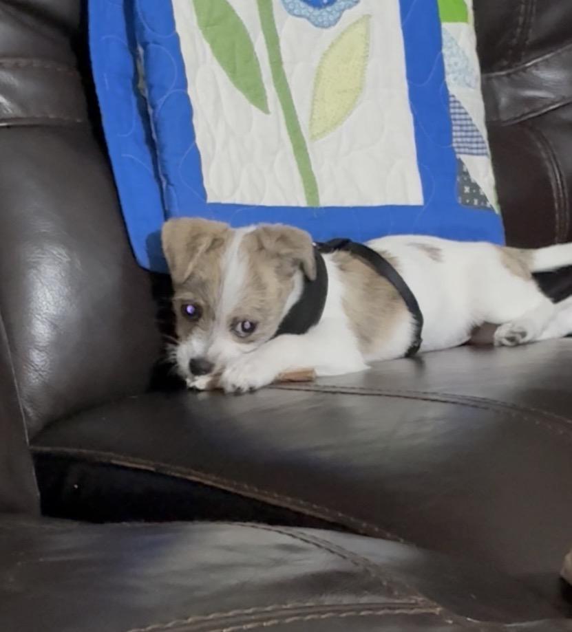 Dixie, ADOPTABLE, Puppy Female Terrier.