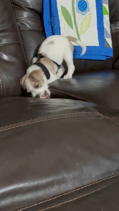 Enlarge Dixie, a ADOPTABLE mixed breed in Austin, TX video 2/4