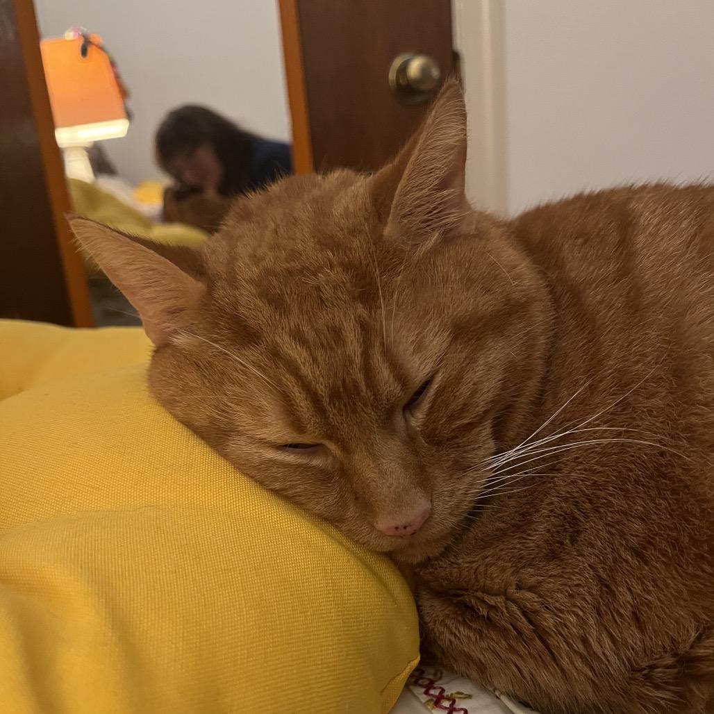 Oscar, Adoptable, Senior Male Domestic Short Hair.