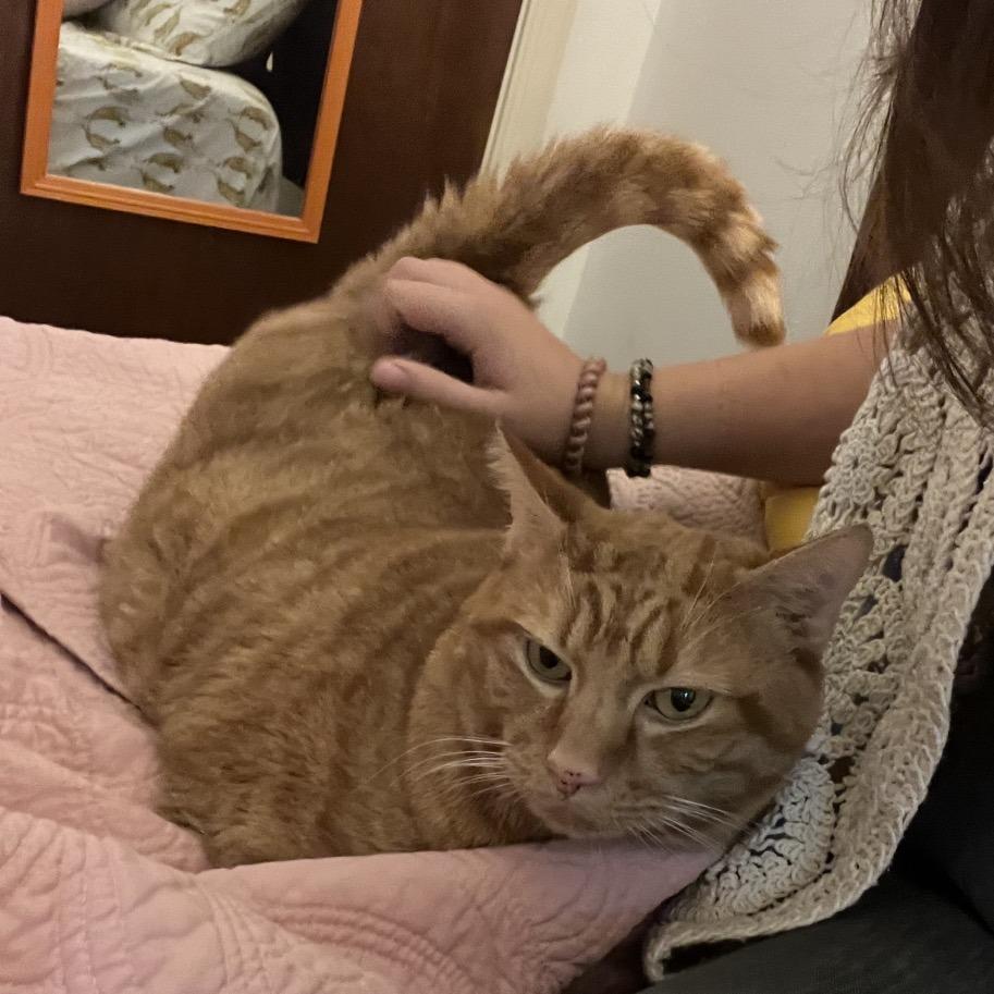 Enlarge Oscar, a Adoptable Domestic Short Hair in Charlottesville, VA image 3/6