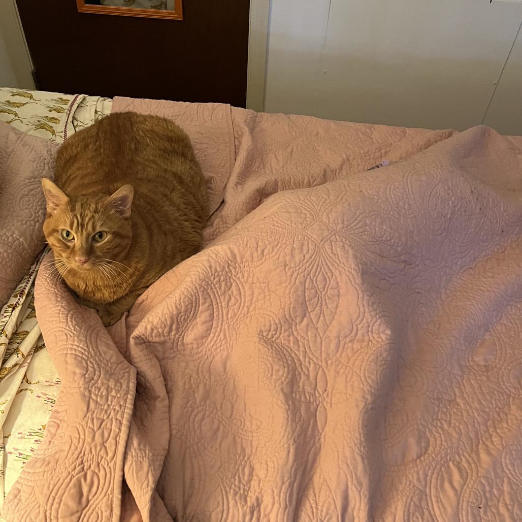 Enlarge Oscar, a Adoptable Domestic Short Hair in Charlottesville, VA image 5/6