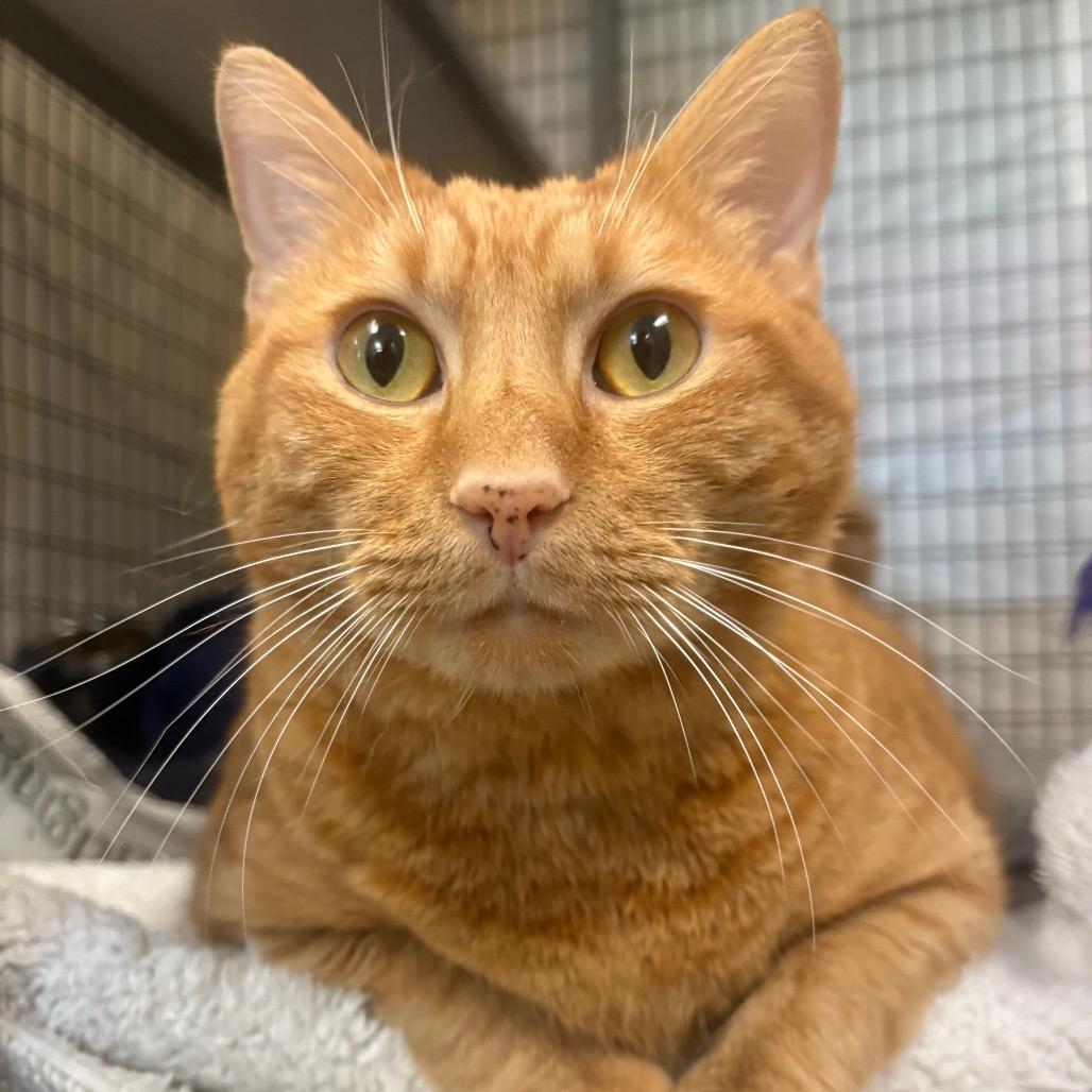 Enlarge Oscar, a Adoptable Domestic Short Hair in Charlottesville, VA image 6/6