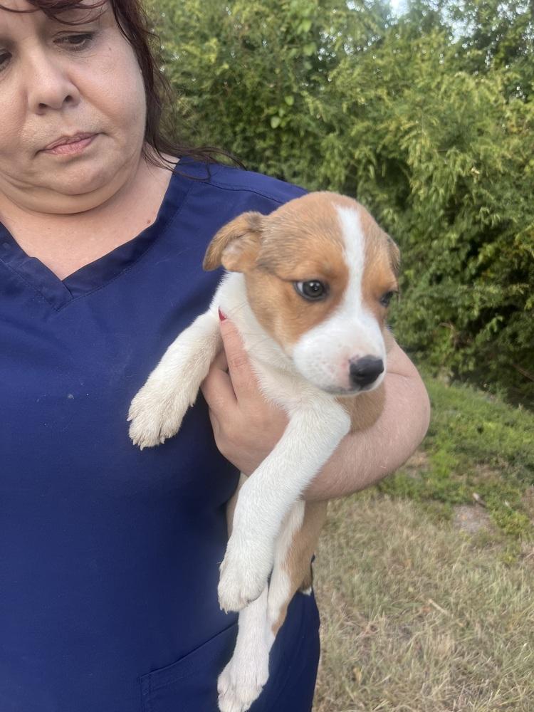 Lucy, a Adoptable mixed breed in Sanger, TX image 2/4