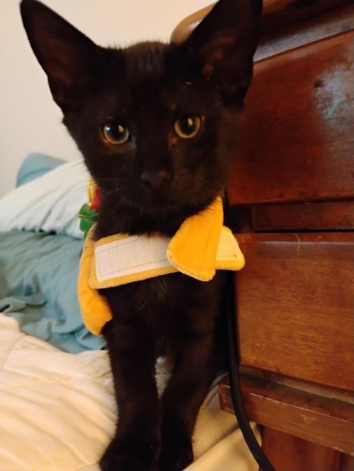 Bluth Family: Michael, Adoptable, Kitten Male Domestic Short Hair.