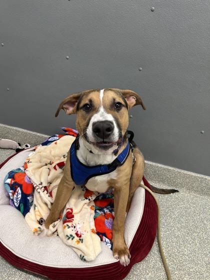 Flynn, Adoptable, Adult Male German Shepherd Dog & Mixed Breed.