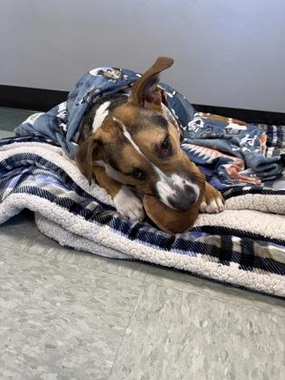 Flynn, a Adoptable mixed breed in Shawano, WI image 3/3