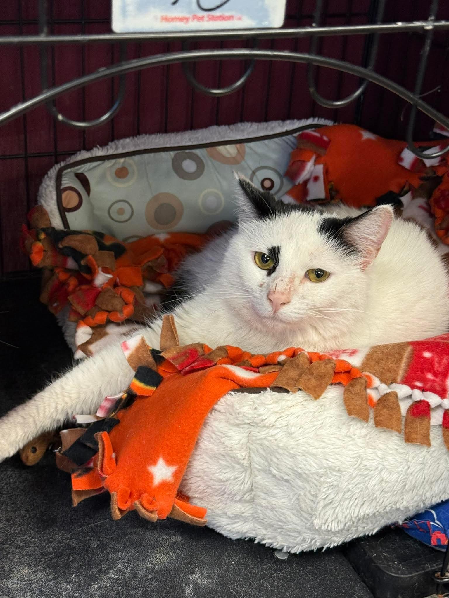 Enlarge Angel, a ADOPTABLE Domestic Short Hair in Hamburg, NY image 2/2