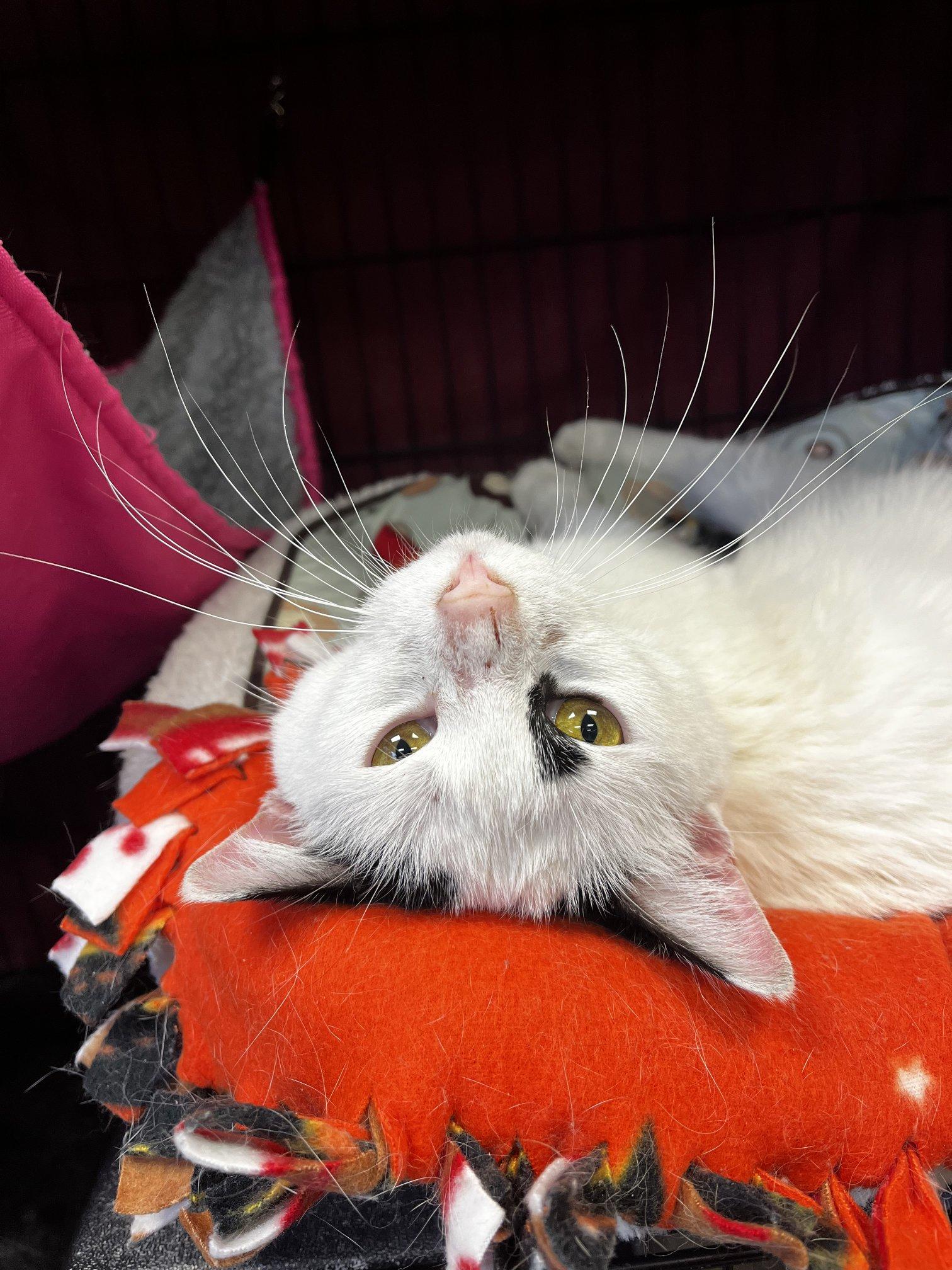 Angel, ADOPTABLE, Adult Female Domestic Short Hair.