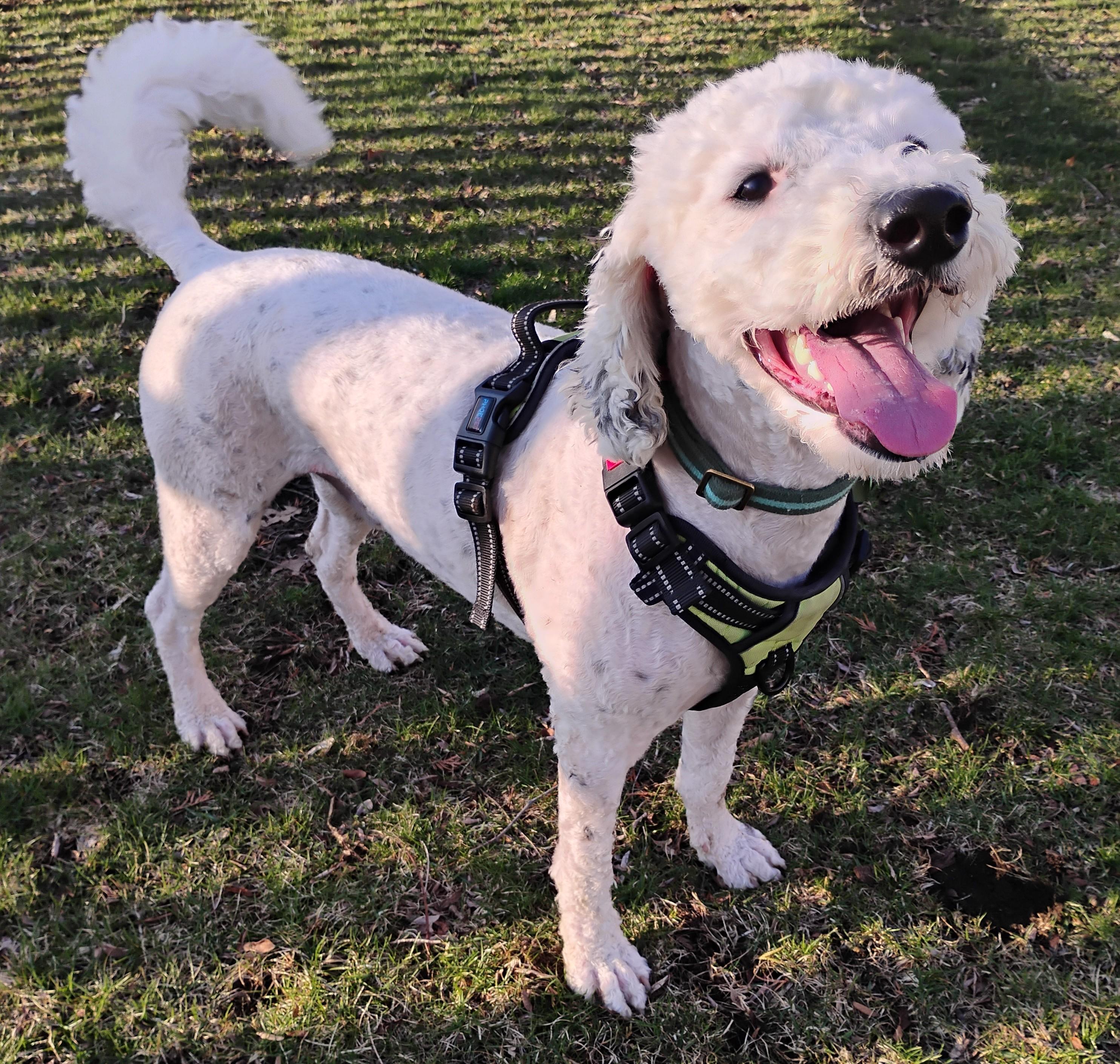 Enlarge Joey, an adopted Sheepadoodle in Plymouth, MI image 4/6