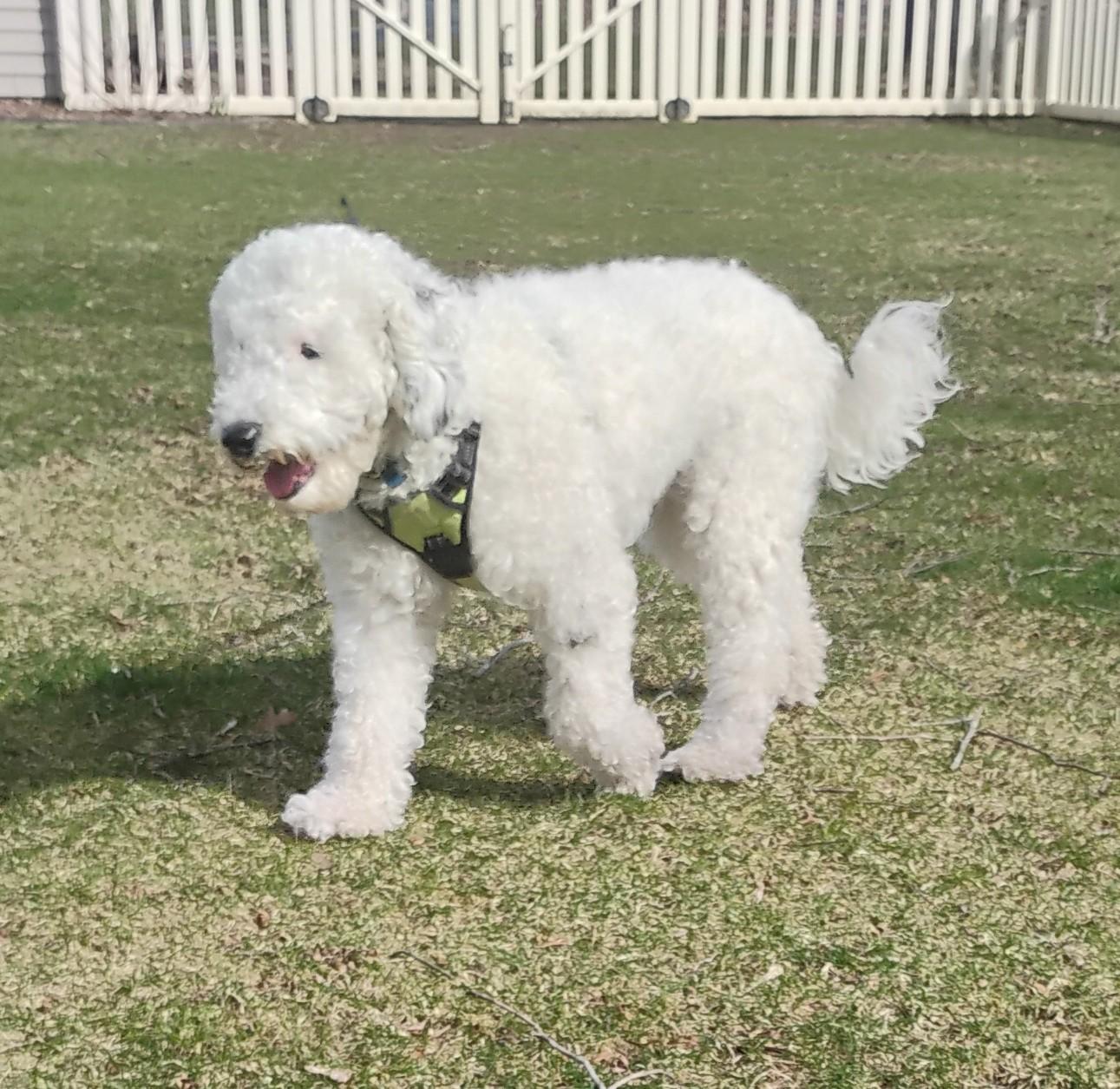 Enlarge Joey, an adopted Sheepadoodle in Plymouth, MI image 1/6