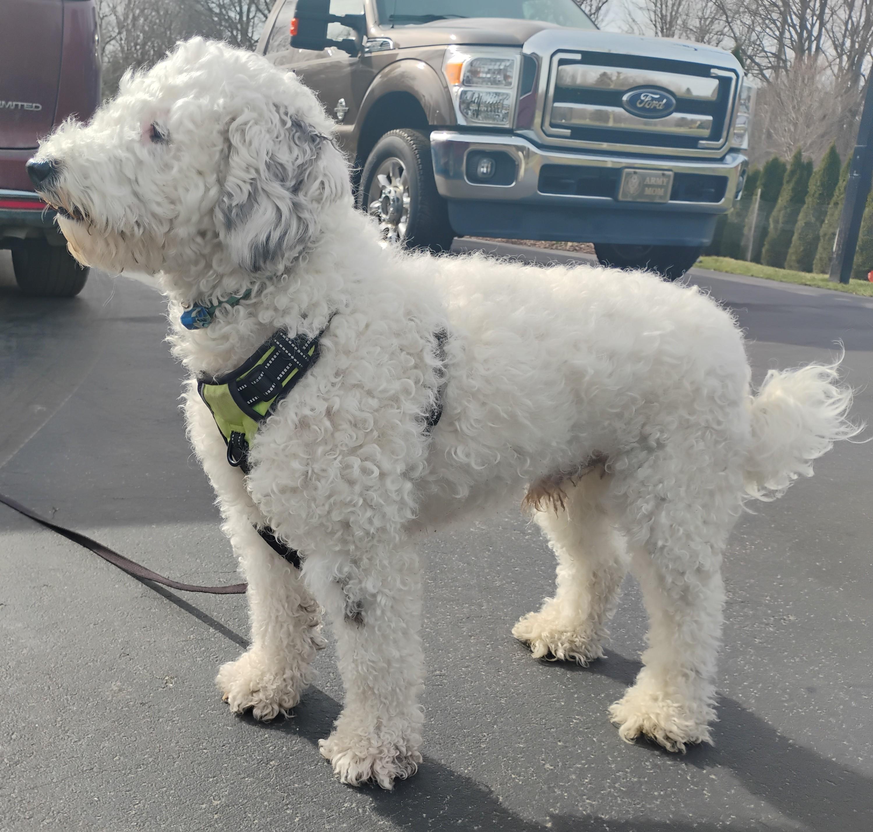 Enlarge Joey, an adopted Sheepadoodle in Plymouth, MI image 2/6