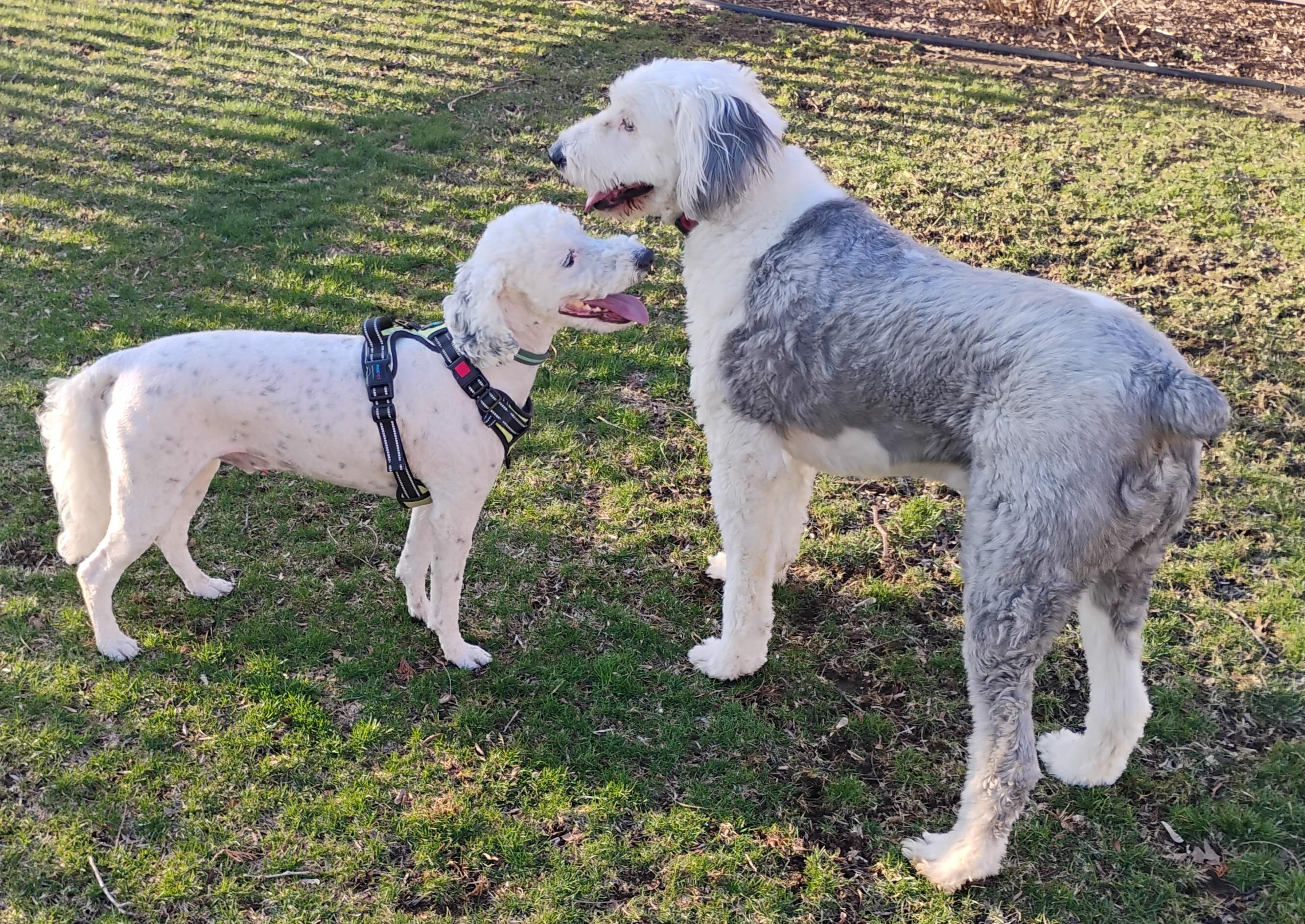 Enlarge Joey, an adopted Sheepadoodle in Plymouth, MI image 5/6