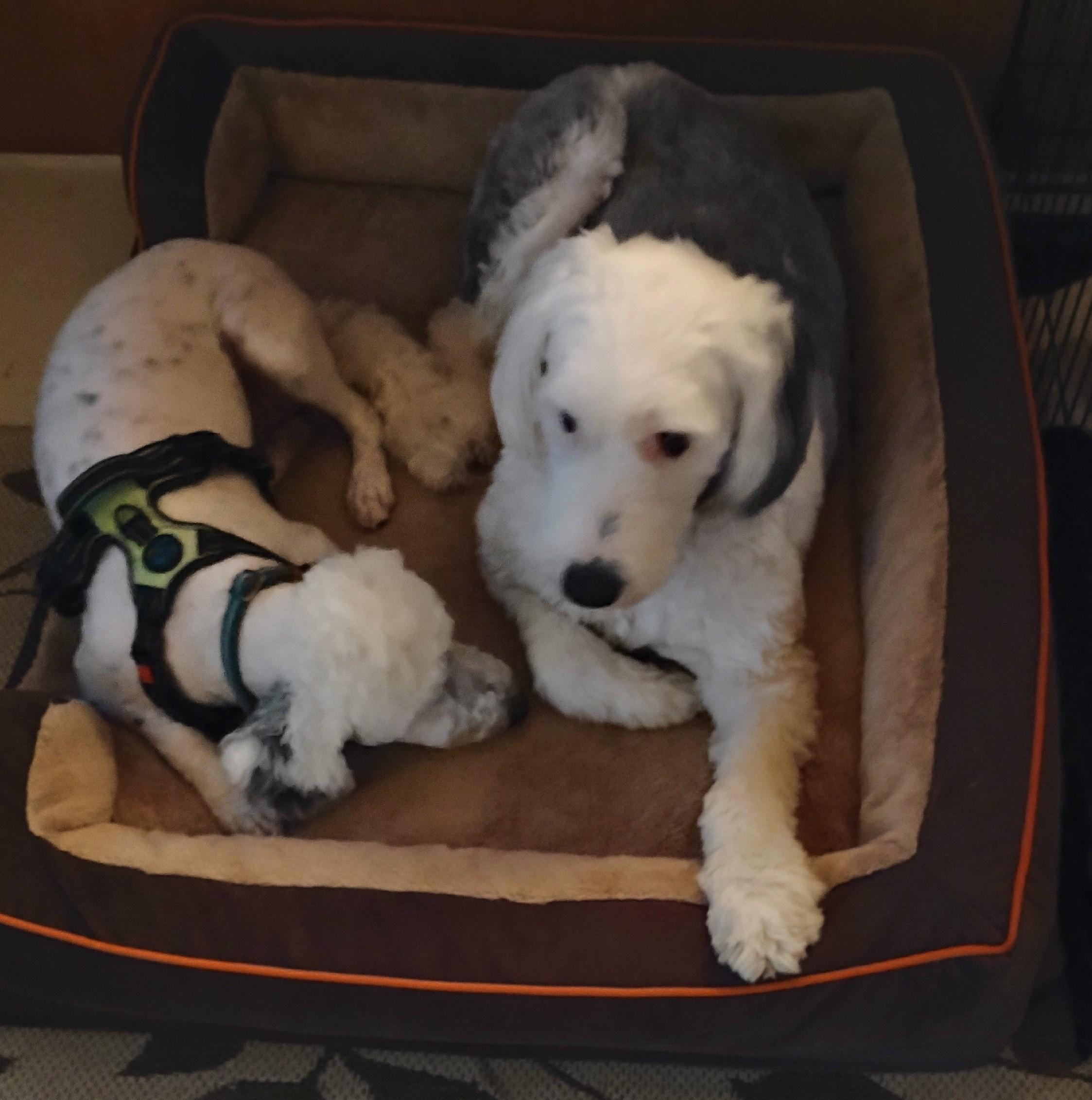 Enlarge Joey, an adopted Sheepadoodle in Plymouth, MI image 3/6