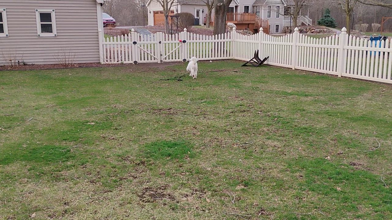Enlarge Joey, an adopted Sheepadoodle in Plymouth, MI video 6/6