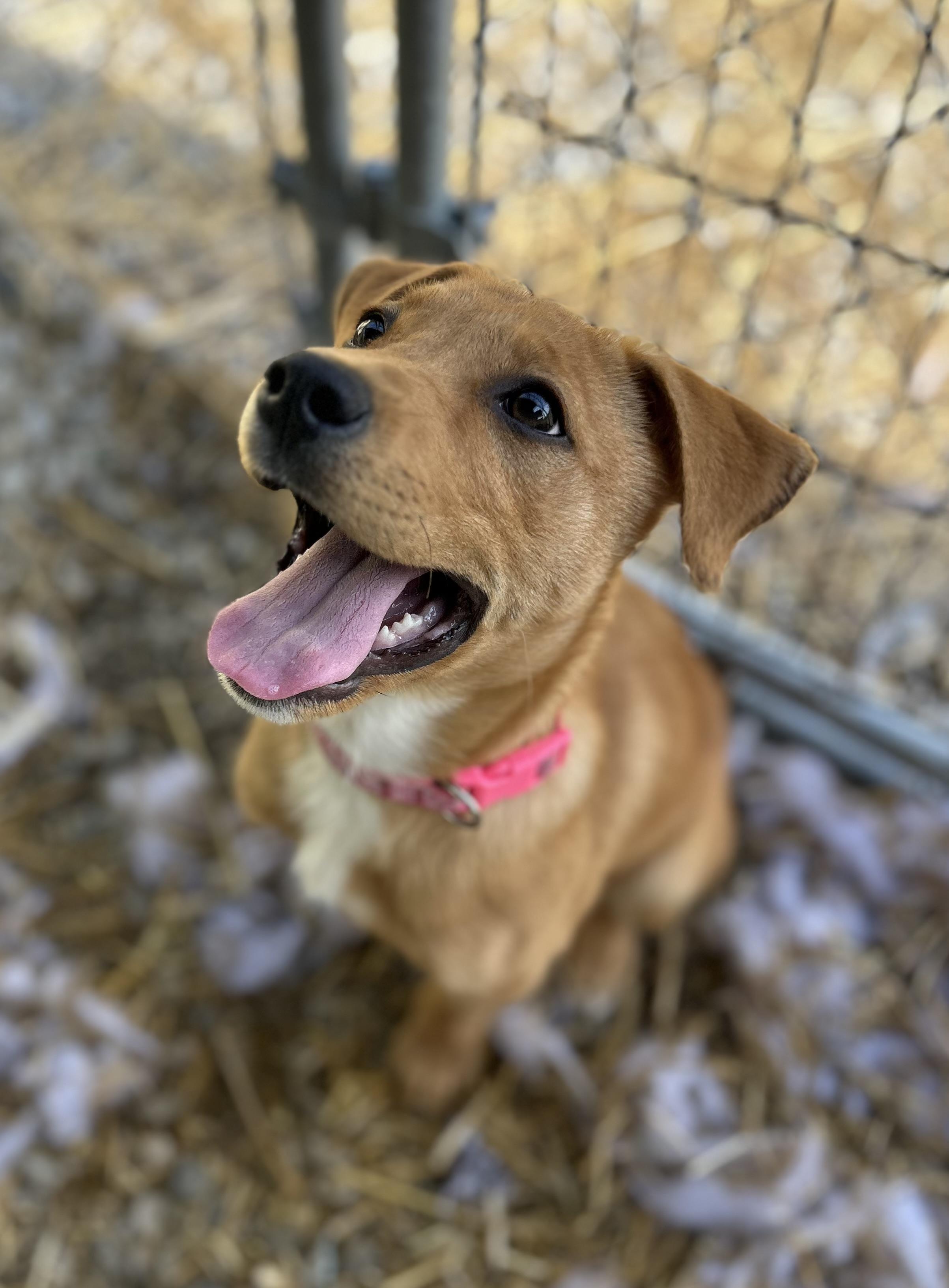 Enlarge Alice, an adopted mixed breed in Manchester, TN image 5/6