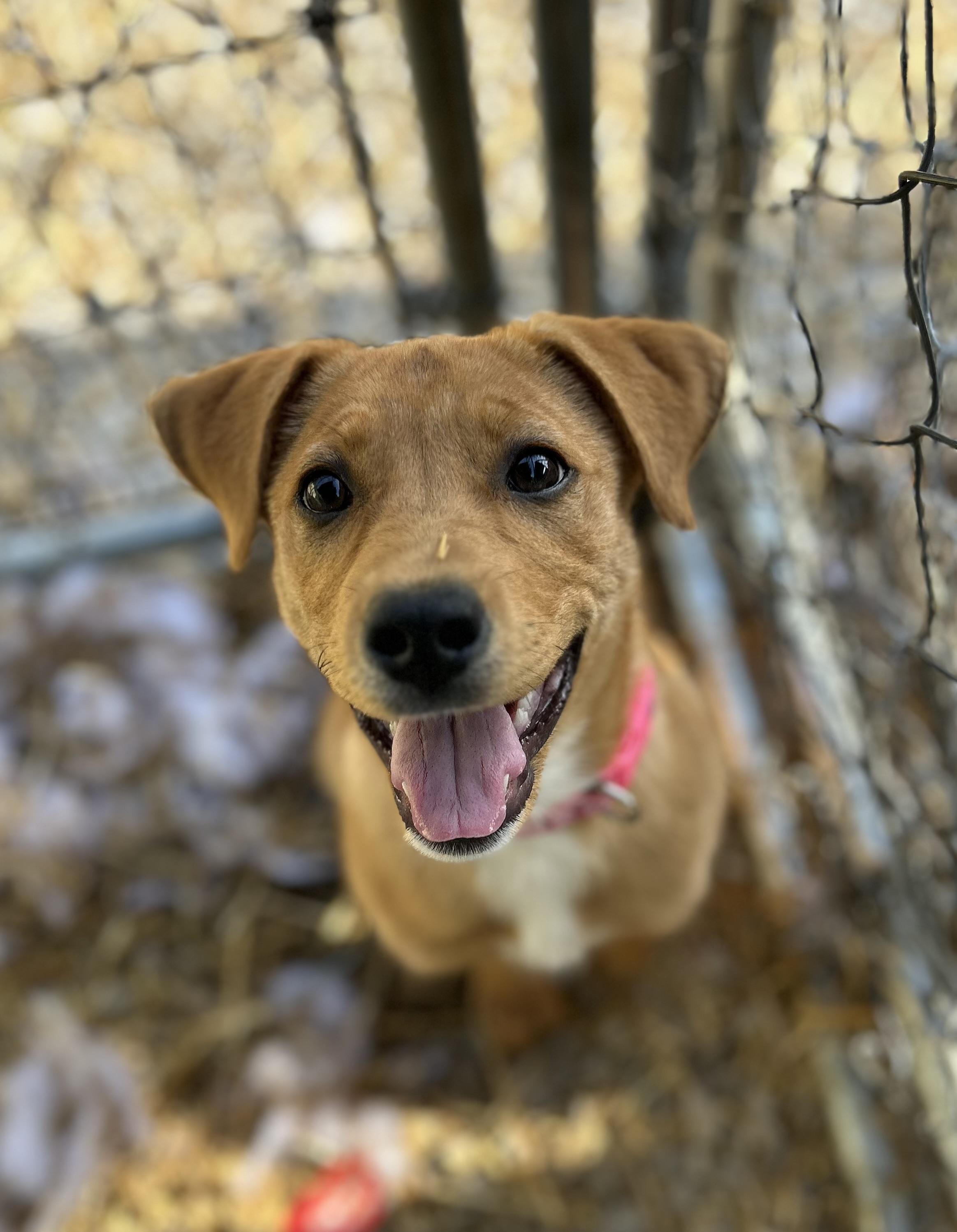 Enlarge Alice, an adopted mixed breed in Manchester, TN image 2/6