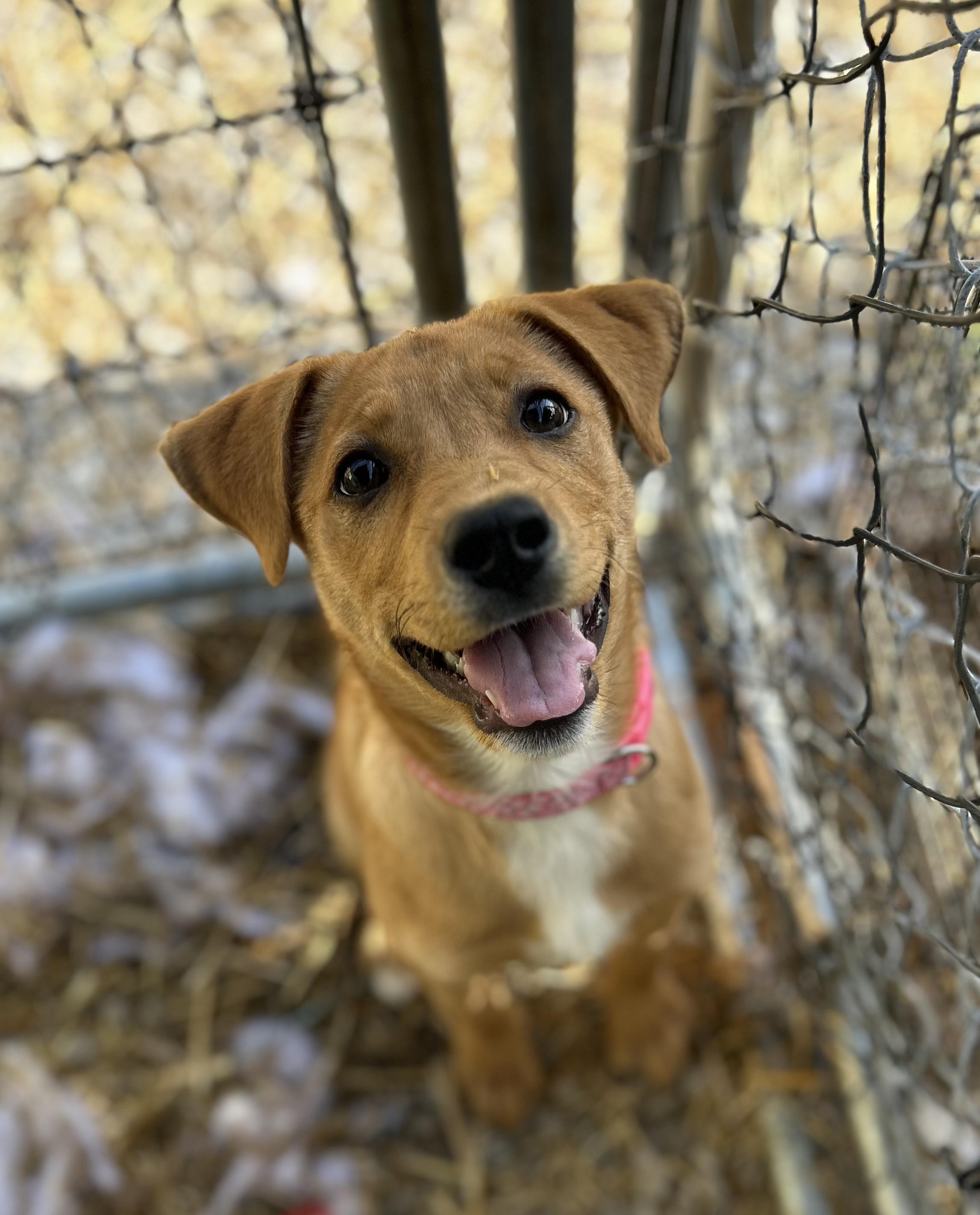 Enlarge Alice, an adopted mixed breed in Manchester, TN image 1/6