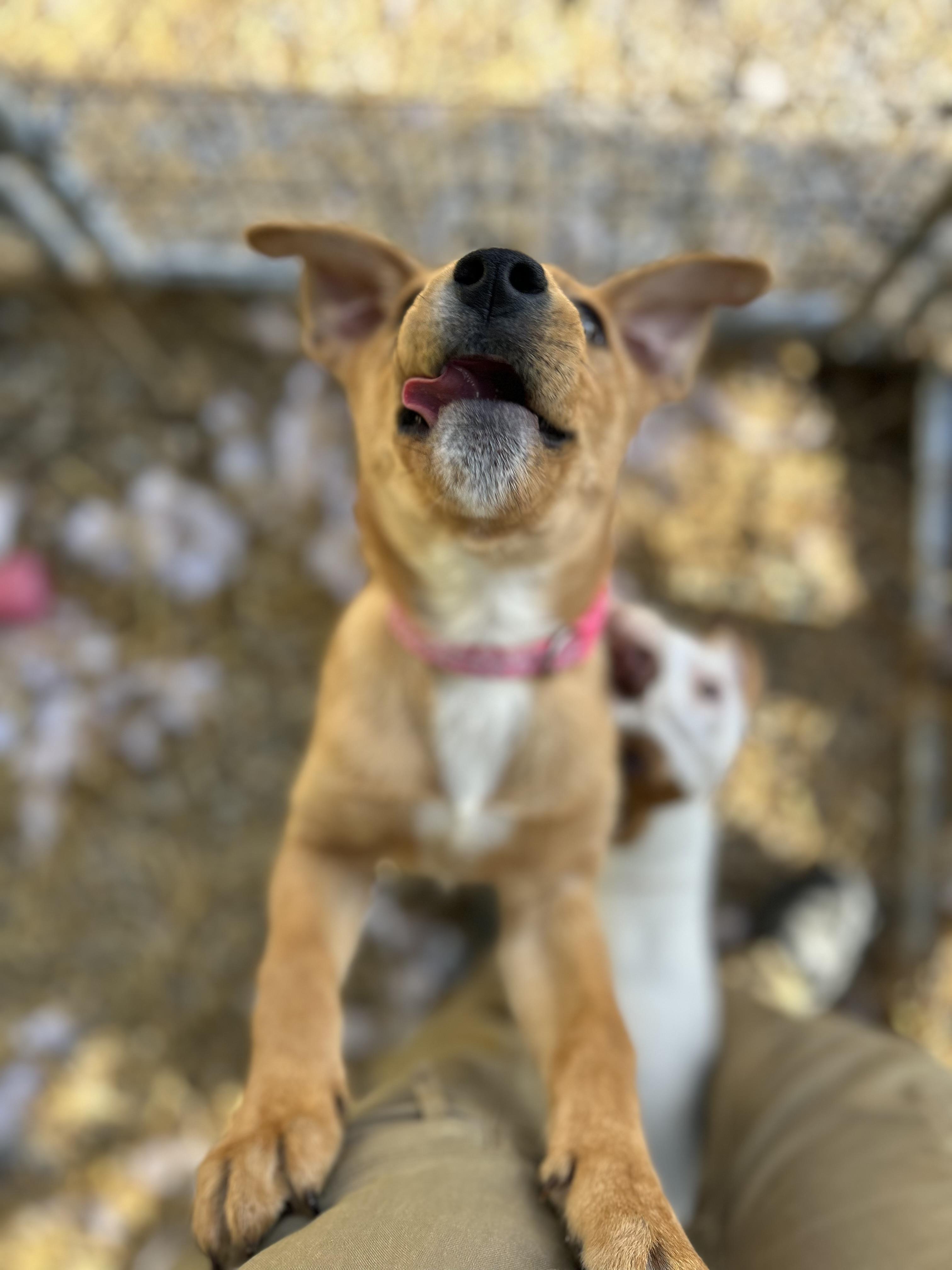 Enlarge Alice, an adopted mixed breed in Manchester, TN image 6/6