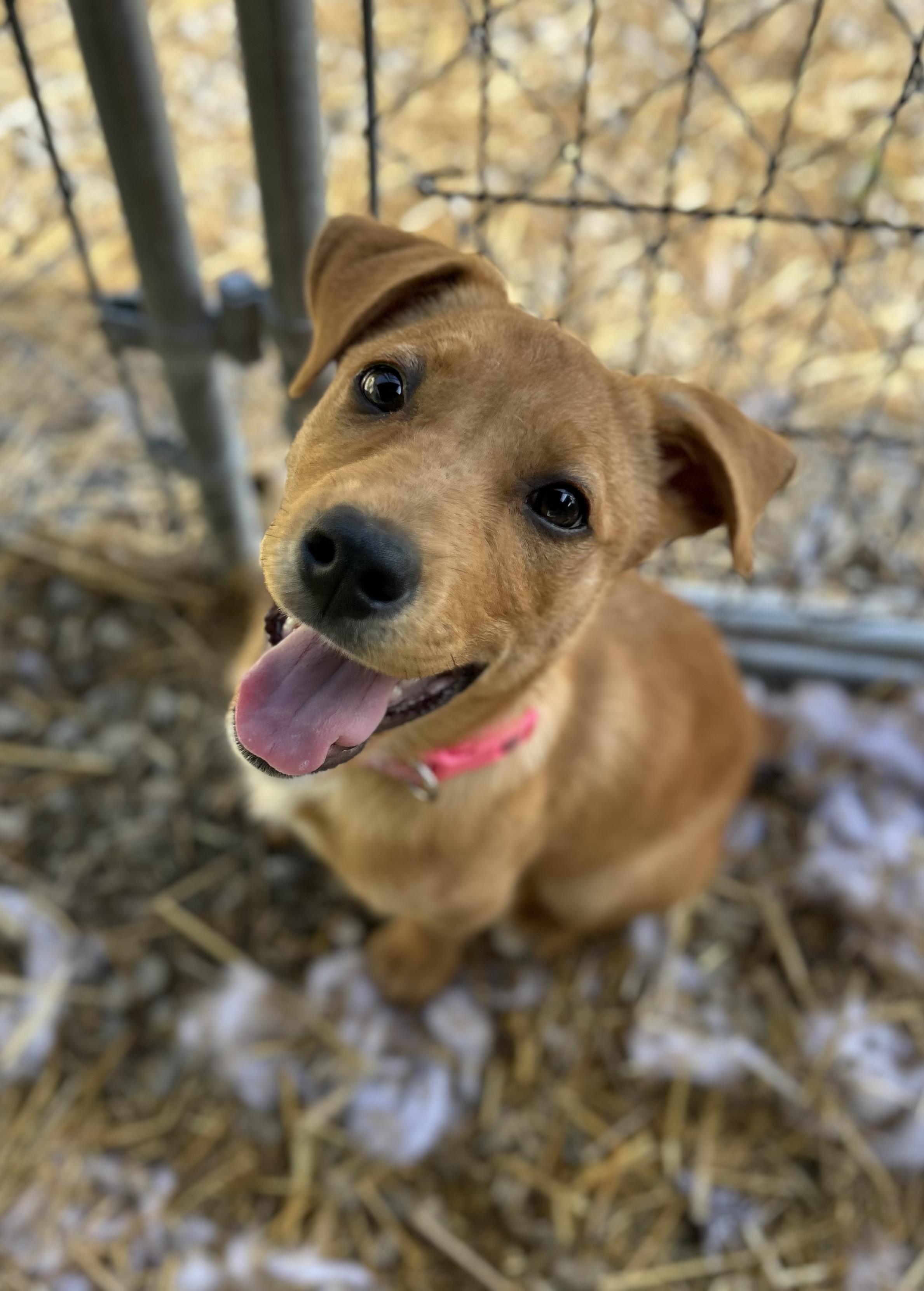 Enlarge Alice, an adopted mixed breed in Manchester, TN image 3/6
