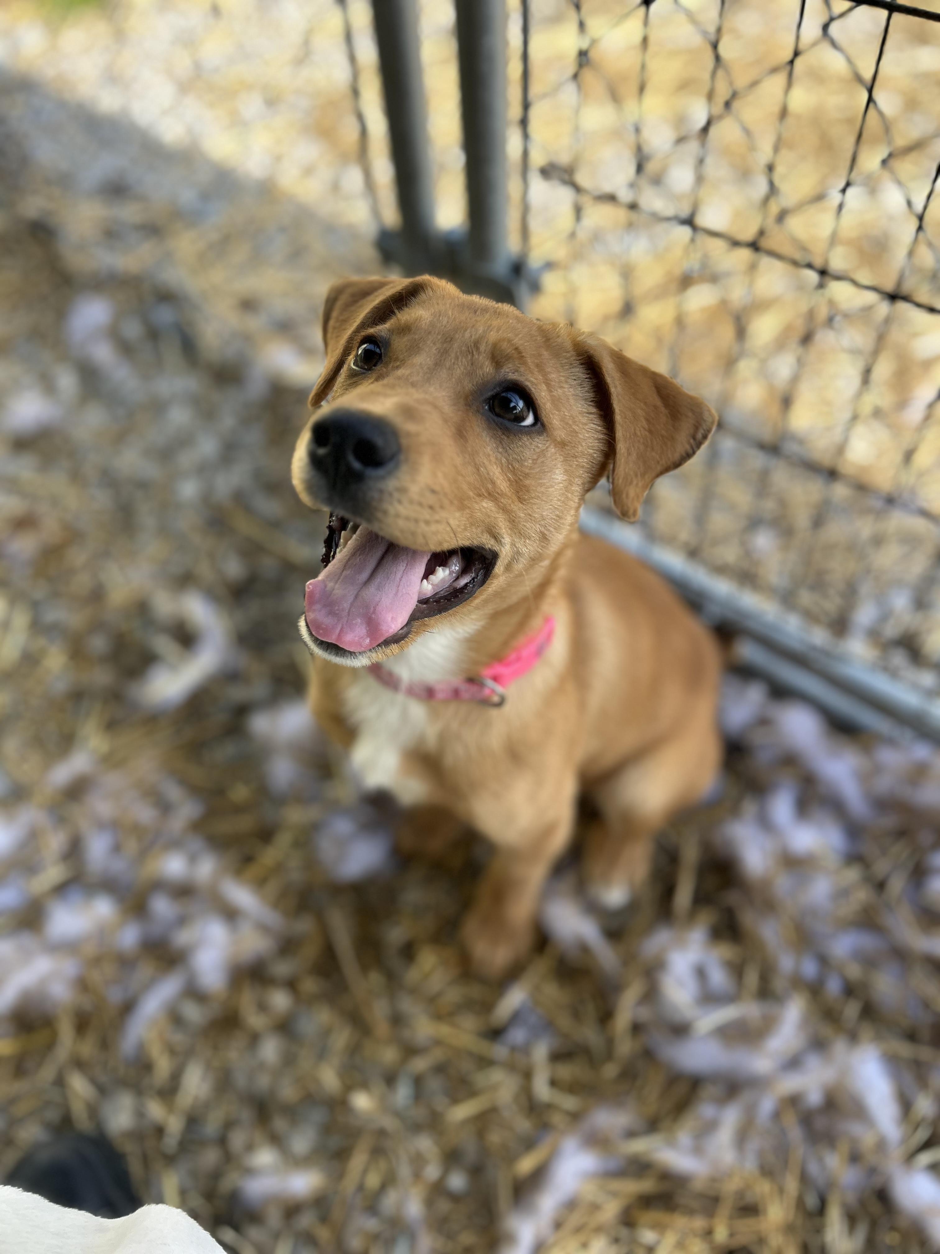Enlarge Alice, an adopted mixed breed in Manchester, TN image 4/6