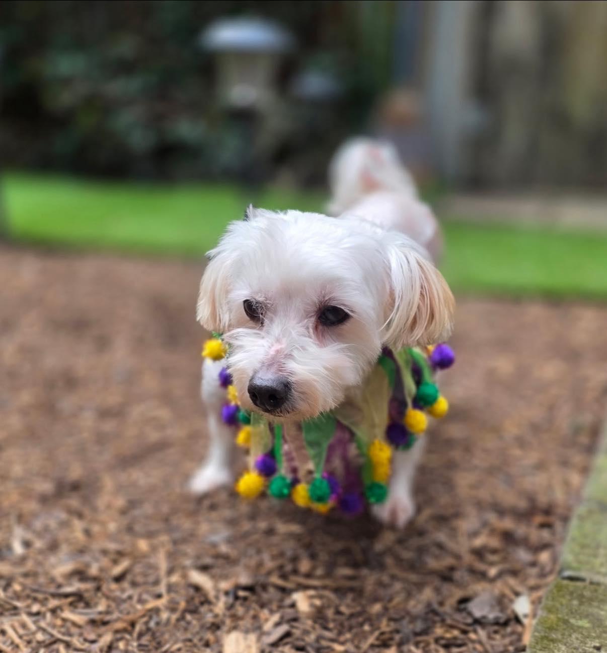 Magnolia, ADOPTABLE, Adult Female Poodle.