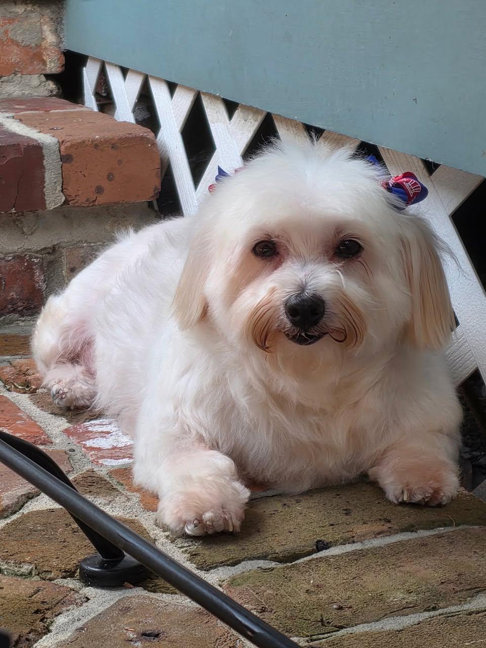 Magnolia, ADOPTABLE, Adult Female Poodle.
