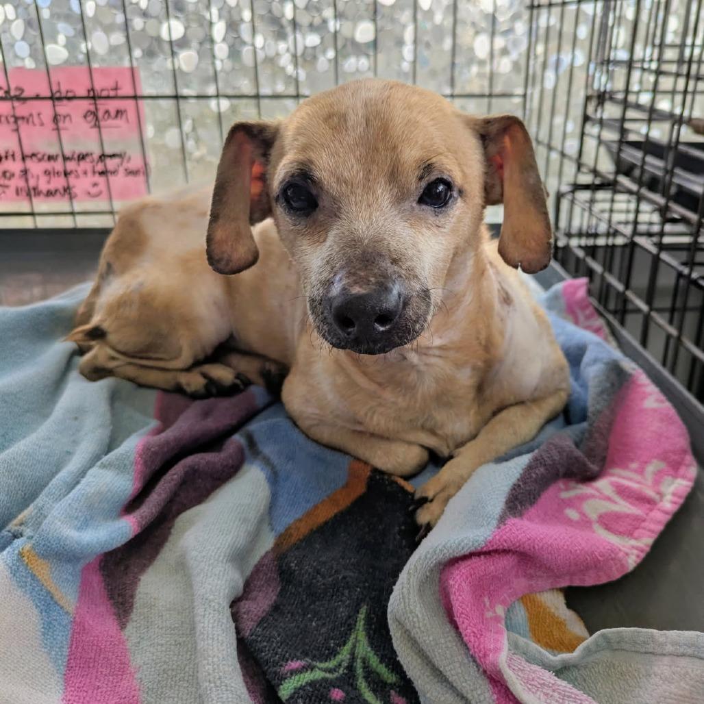 Benny, Adoptable, Adult Male Chihuahua & Dachshund.
