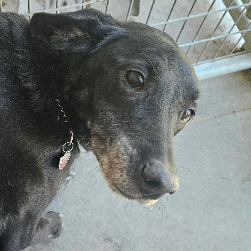 Daisy, Adoptable, Senior Female Black Labrador Retriever.