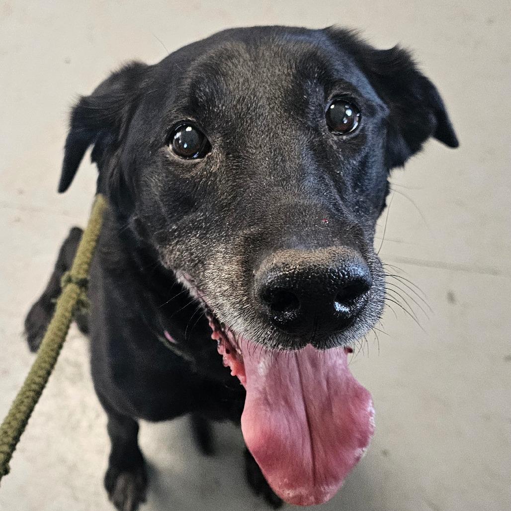 Enlarge Daisy, a Adoptable Black Labrador Retriever in Grinnell, IA image 2/2