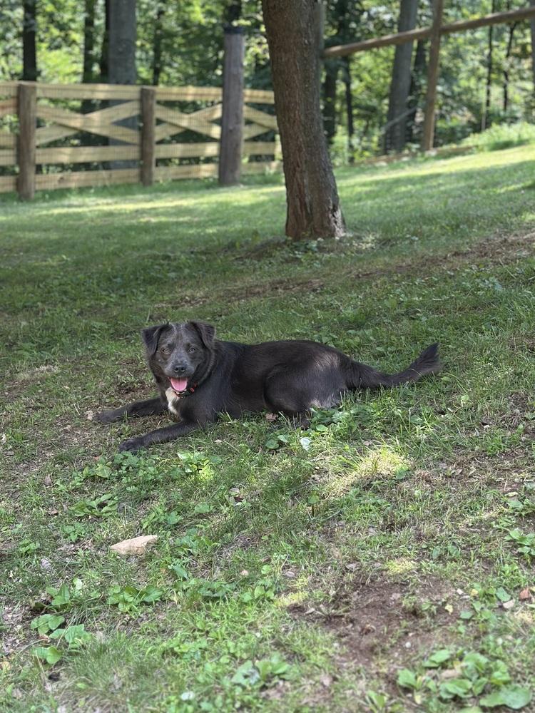 Enlarge Grace, a Adoptable mixed breed in Pottstown, PA image 2/6