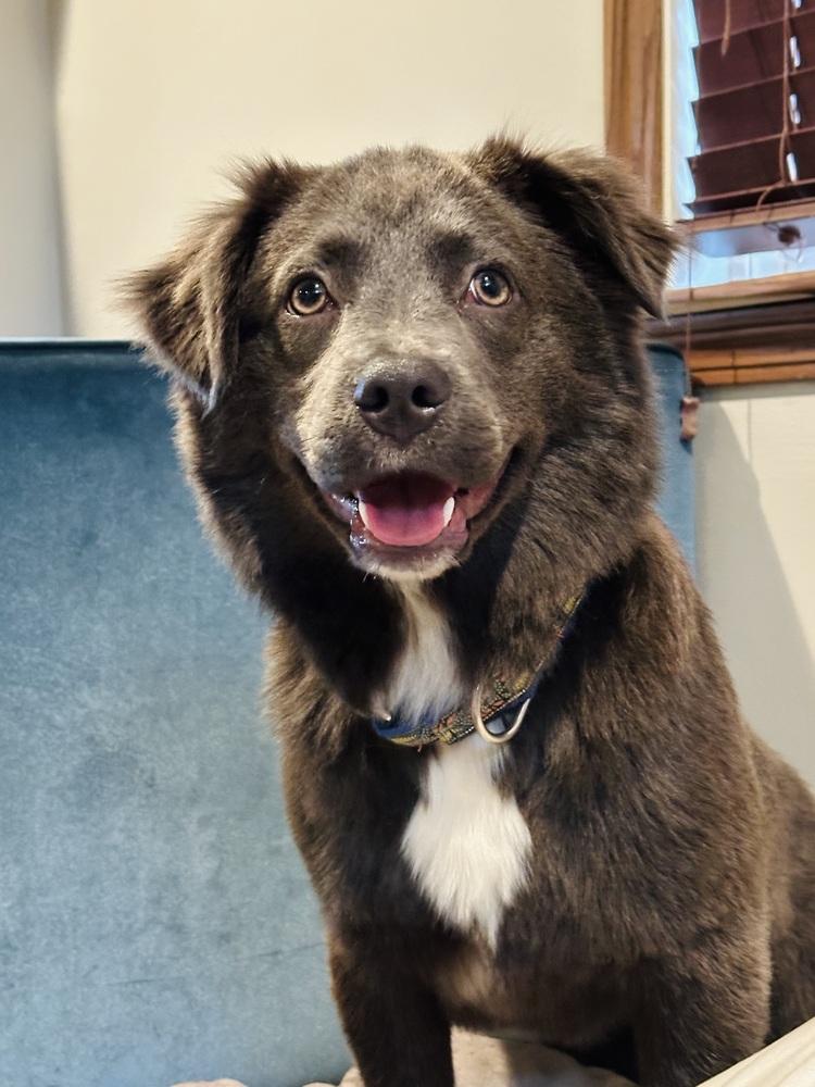 Enlarge Grace, a Adoptable mixed breed in Pottstown, PA image 3/6