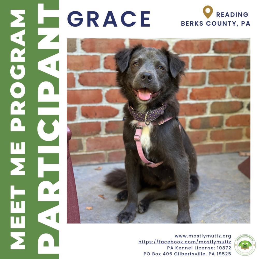 Grace, Adoptable, Adult Female Chow Chow & Terrier.