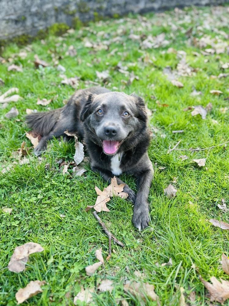 Enlarge Grace, a Adoptable mixed breed in Pottstown, PA image 1/6