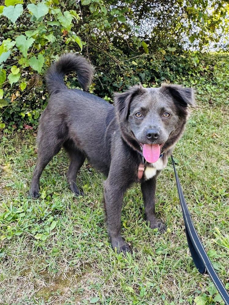Enlarge Grace, a Adoptable mixed breed in Pottstown, PA image 6/6