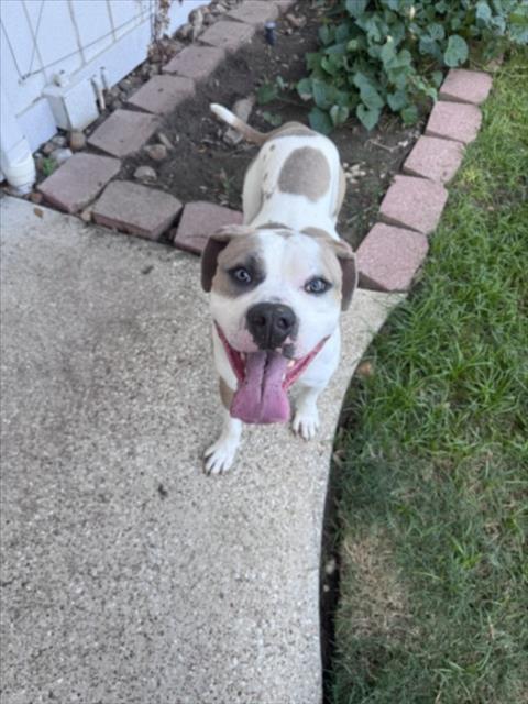 DUKE, Adoptable, Adult Male American Bulldog & Mixed Breed.