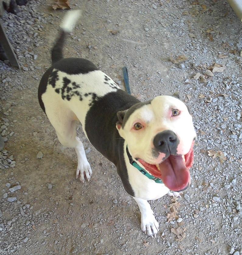 Enlarge MISSION, a Adoptable Terrier in Pegram, TN image 6/6