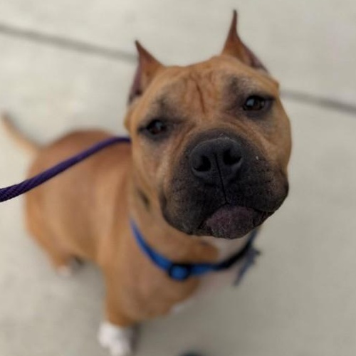 Poppy (ID 49688/742), adoptable, Adult Female American Bully.