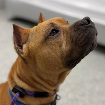 Enlarge Poppy (ID 49688/742), an adoptable American Bully in Manassas, VA image 2/2