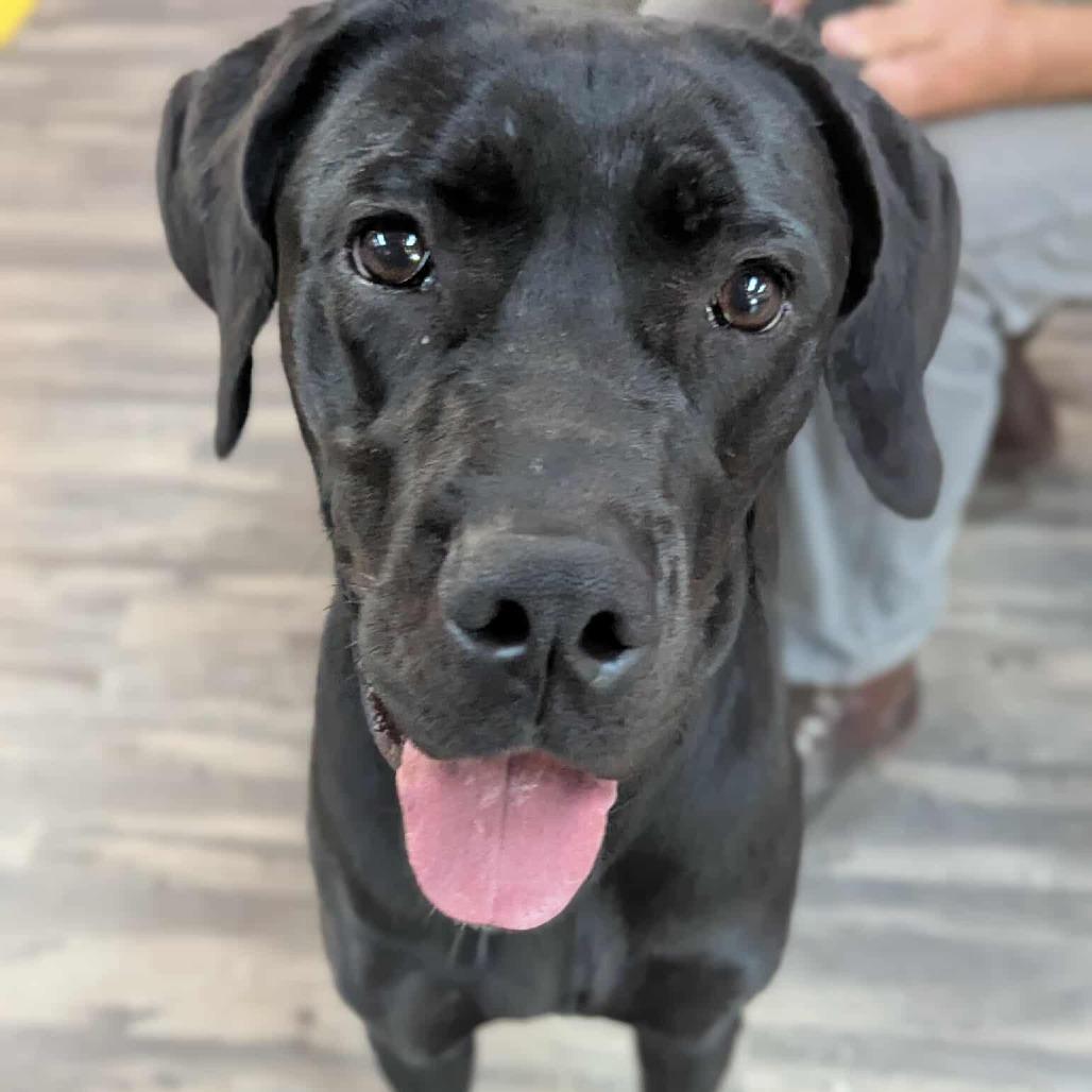 Ninja, a Adoptable mixed breed in Clarksville, TN image 3/6