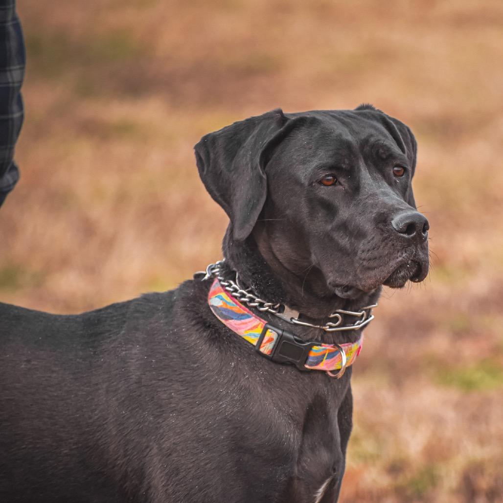 Ninja, a Adoptable mixed breed in Clarksville, TN image 4/6