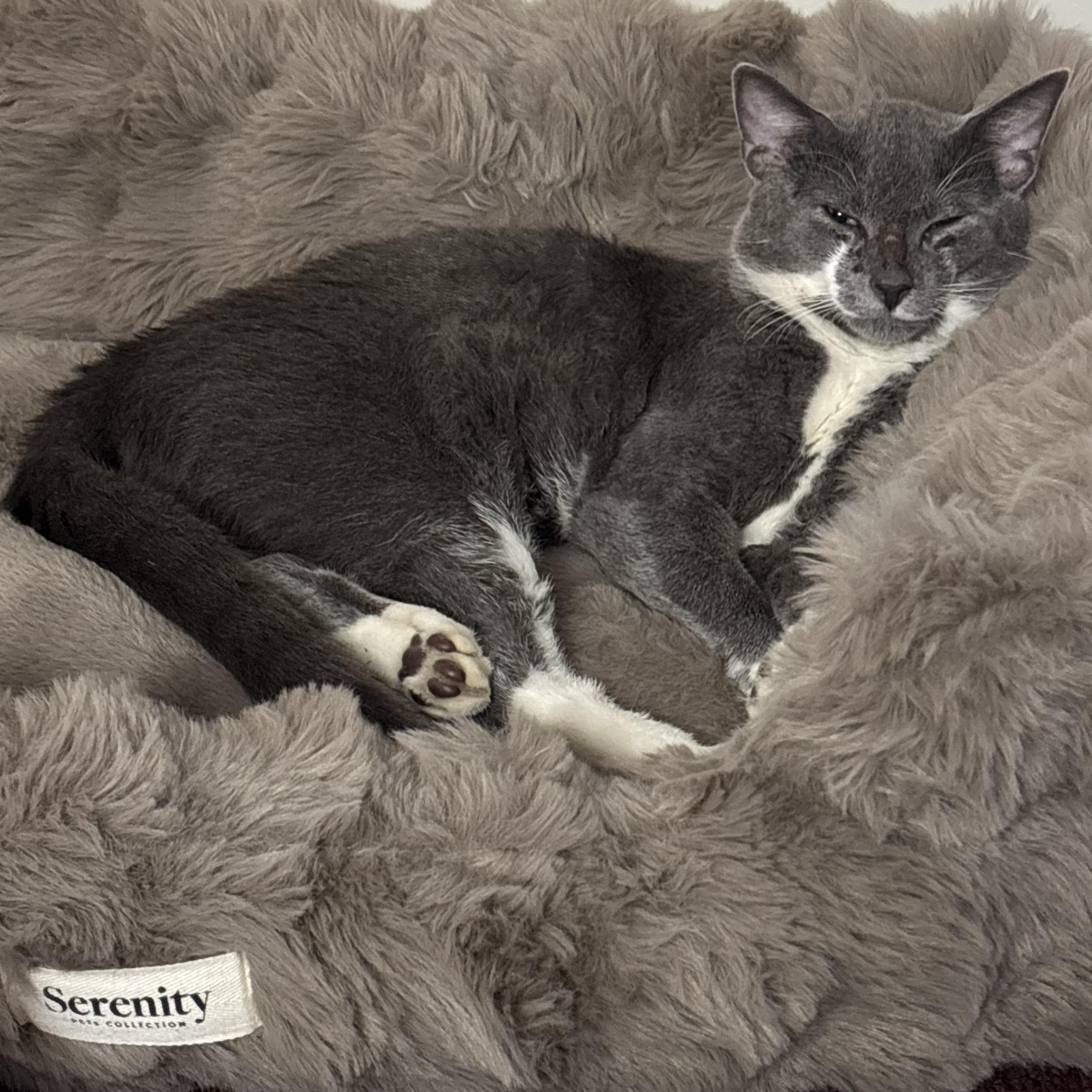 Enlarge Shadow, a Adoptable Domestic Short Hair in York, PA image 1/1