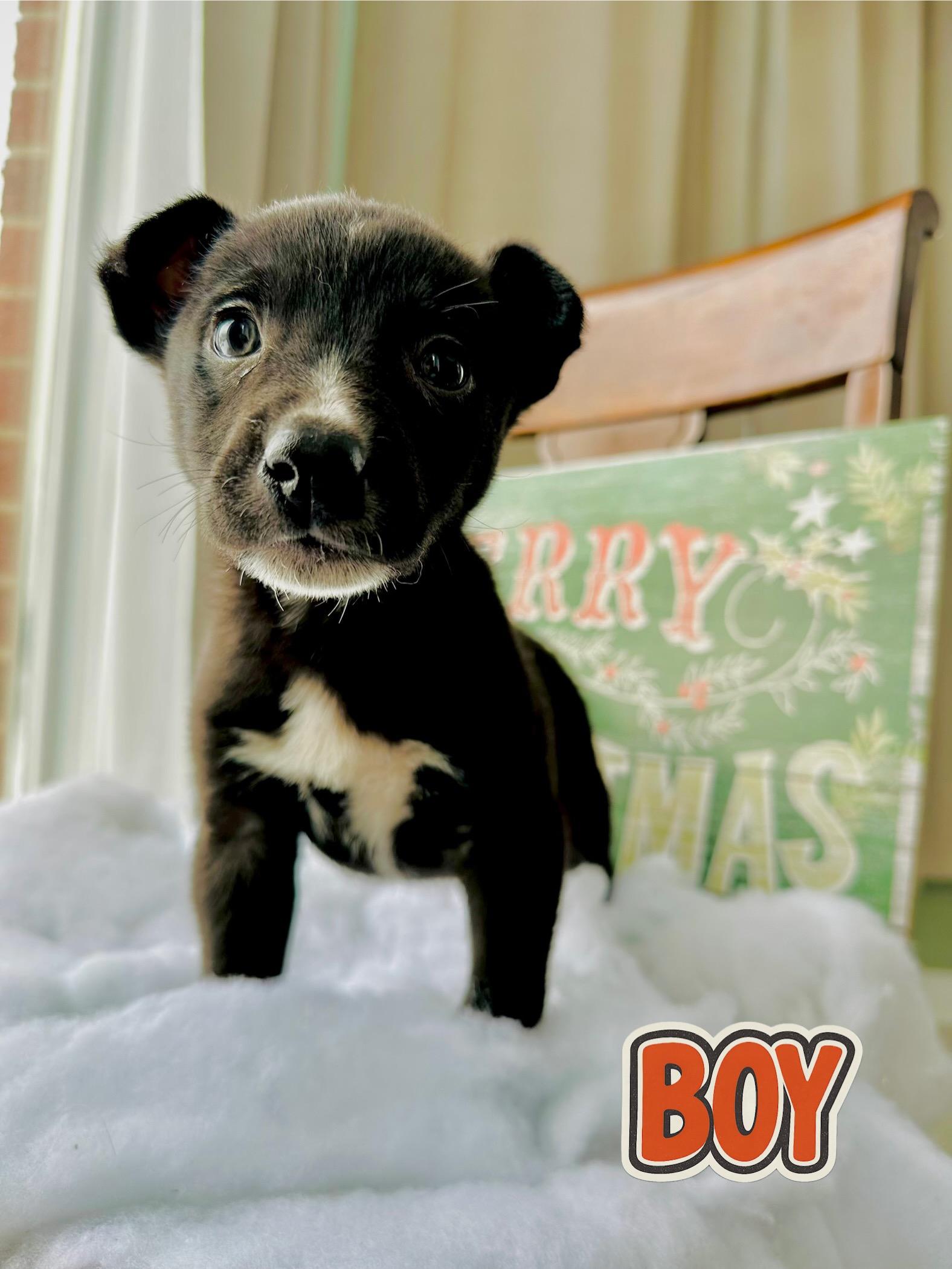 Titan and tabby, Adoptable, Puppy Male Australian Shepherd & Border Collie.