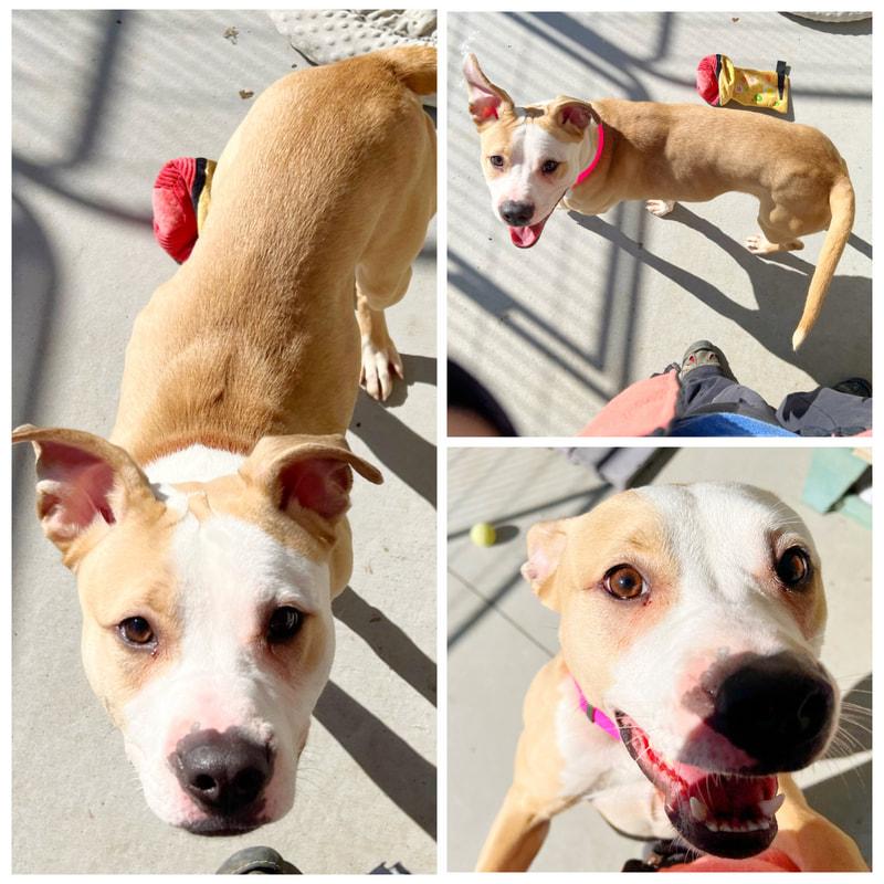 Petunia , ADOPTABLE, Adult Female Pit Bull Terrier.