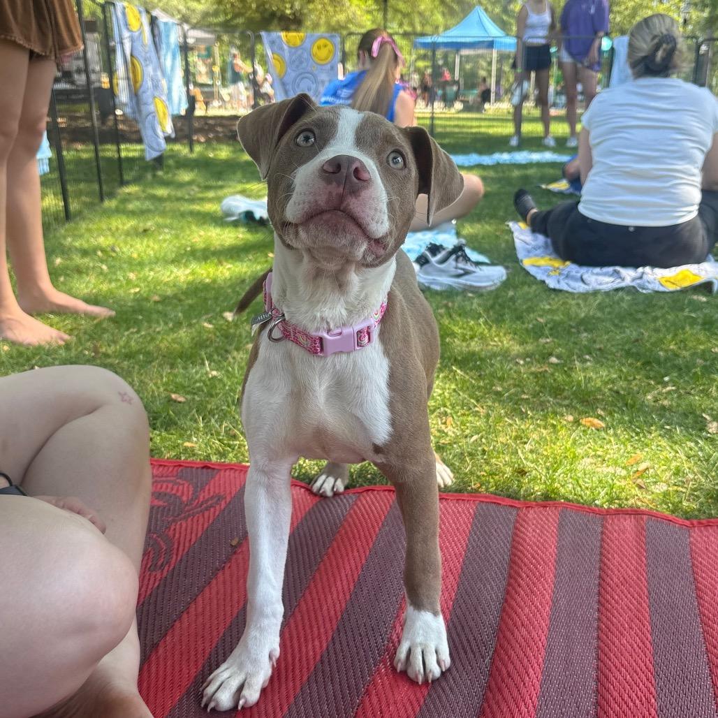 Freya, adopted, Young Female Mixed Breed.