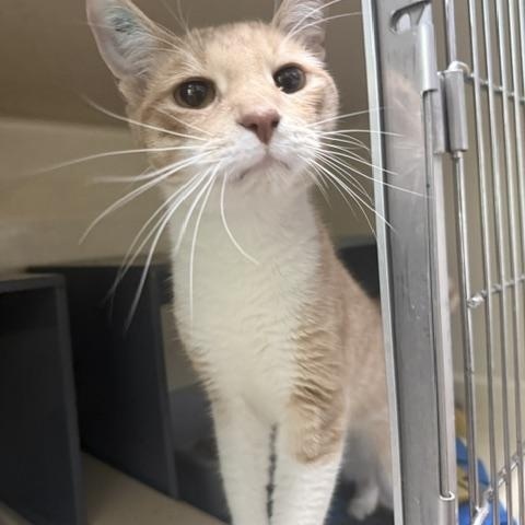 Cecil, Adoptable, Young Male Domestic Short Hair.